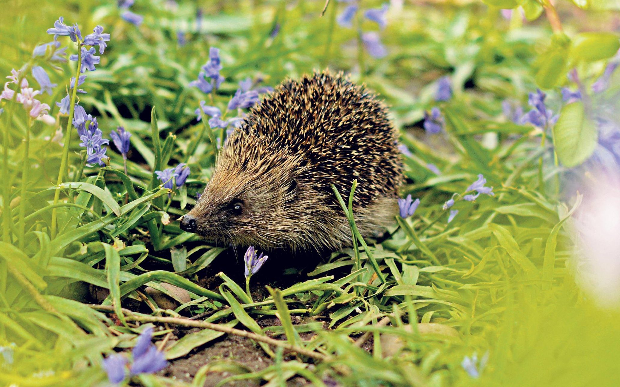 Hedgehog's Prickly Defense: Evolution at Its Best